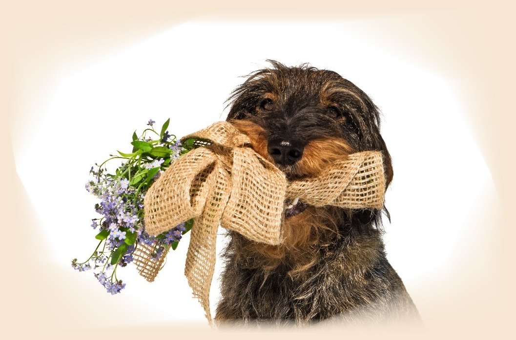 BLOG 3 Hund