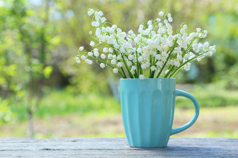 shutterstock 291141287.jpg Tasse